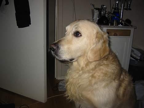 Golden retriever Nanoq billede 7