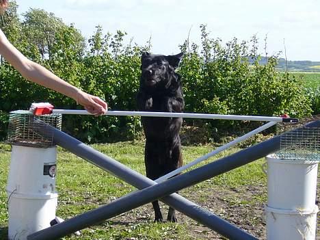Labrador retriever Fiffy - Opspring, hvad siger i så? :D billede 4