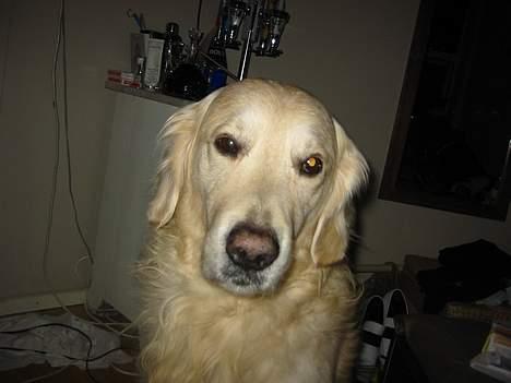 Golden retriever Nanoq billede 8