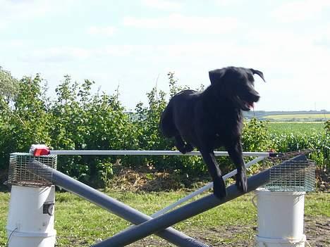 Labrador retriever Fiffy - jeg sys hun er god ? :D billede 5