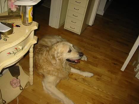 Golden retriever Nanoq billede 9