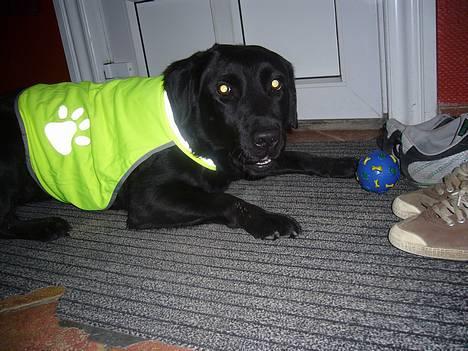 Labrador retriever Fiffy - nååå :D med ny refleksvest .  billede 6