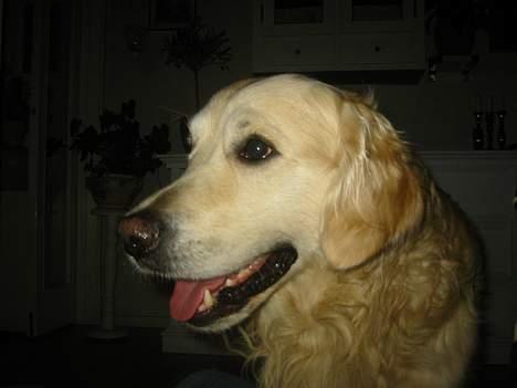 Golden retriever Nanoq billede 10