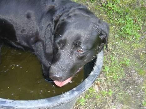 Labrador retriever Fiffy - Ih, dejligt med vand når det er varmt.  billede 7