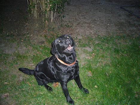 Labrador retriever Fiffy - vov vov :D billede 8