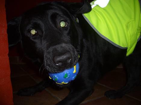 Labrador retriever Fiffy - skal vi lege?  billede 9