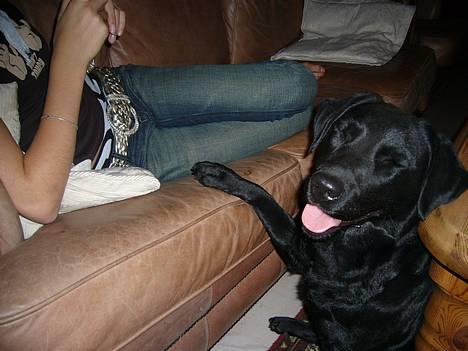 Labrador retriever Fiffy - :D Dejlige hund.  billede 10