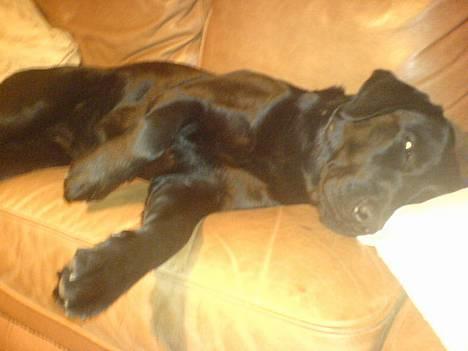 Labrador retriever Fiffy - på sofaen <3 :D billede 11