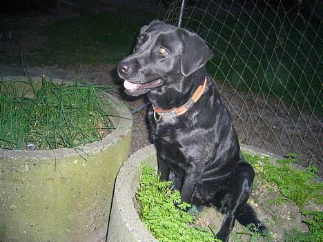 Labrador retriever Fiffy - Skønne fiffy !  billede 12