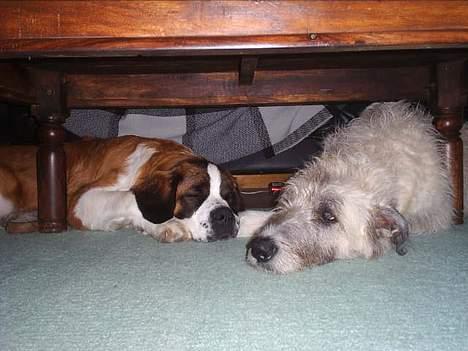 Sankt bernhardshund ~Aslan~ - ta´r lige en slapper igen............... billede 15