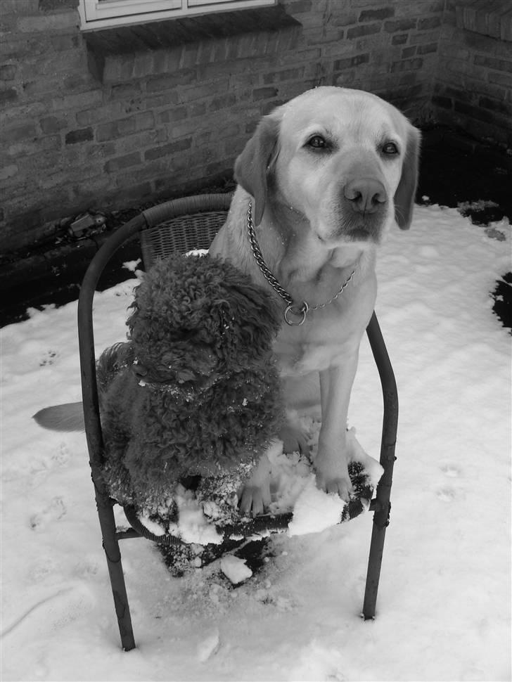 Labrador retriever Penny - Penny & Bailey Marts 2008 <3 billede 2