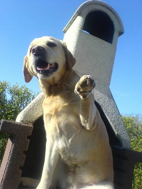 Labrador retriever Penny - Penny sommeren 2007 billede 3