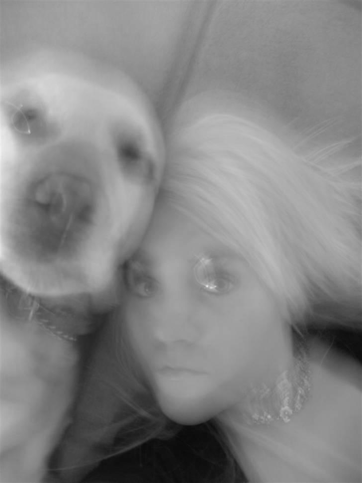 Labrador retriever Penny - Mig og penny <3 2008 billede 4
