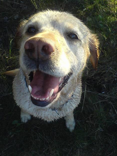Labrador retriever Penny - Lige været nede og bade i åen <3 billede 6