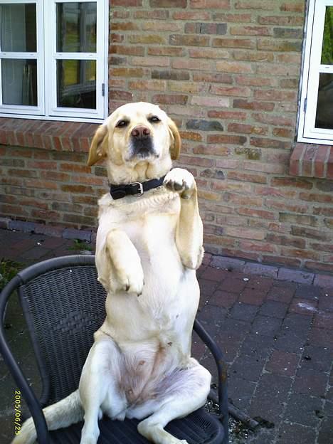 Labrador retriever Penny - TJENER´!!  En hundekiks til tak billede 7