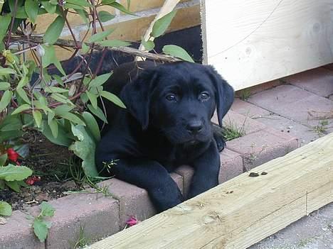 Blanding af racer Buller - Buller elsker at ligge i dette bed billede 1