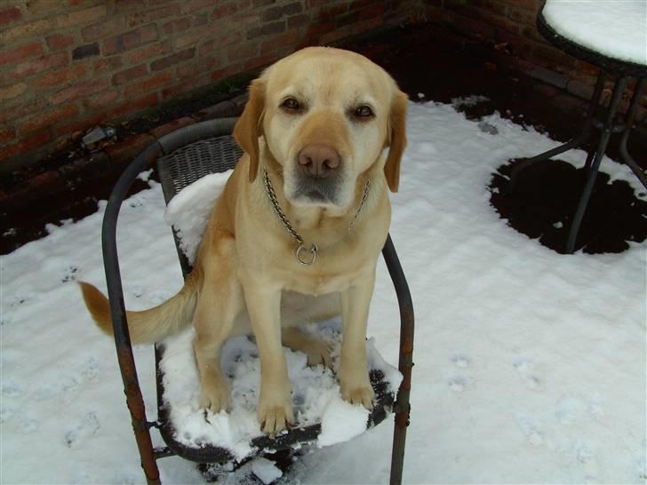 Labrador retriever Penny - Penny Marts 2008 <333 ynglings chair. ! billede 8