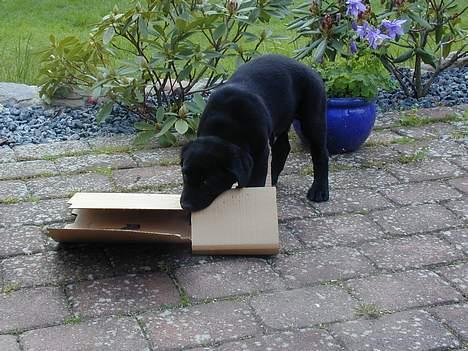 Blanding af racer Buller - Buller er vild med at lege med papkasser billede 2