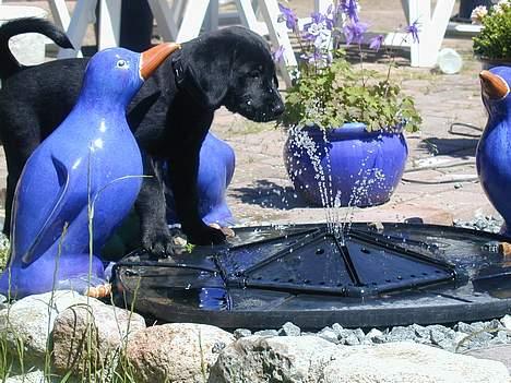 Blanding af racer Buller - her tager han sig lige en lille tår af springvandet billede 3