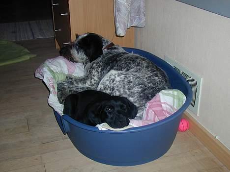 Blanding af racer Buller - Buller holder meget af at ligge og putte med vores anden hund billede 4