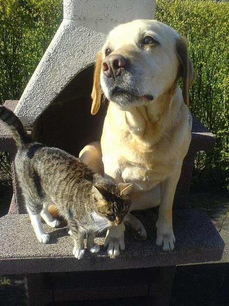 Labrador retriever Penny - Penny & Annabell <33 sommer 2007 billede 11