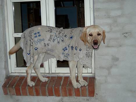Labrador retriever Penny - <3Det hendes 2årige fødselsdag Fik folk til at skrive på t-shirten. hun står i vinduskarmen billede 12