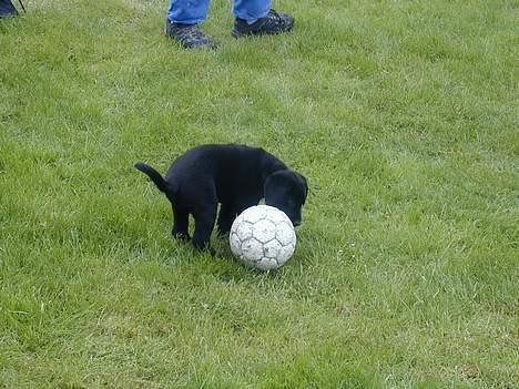 Blanding af racer Buller - så skal der lige spilles lidt fodbold billede 5