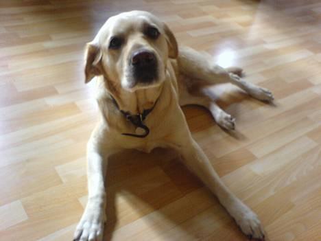 Labrador retriever Penny - Penny Aka Top model :b <33 billede 14
