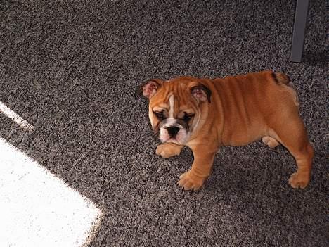 Engelsk bulldog Sascha billede 1