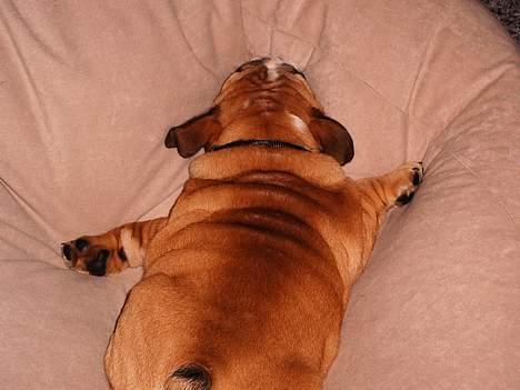 Engelsk bulldog Sascha billede 2