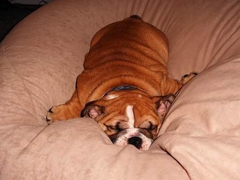 Engelsk bulldog Sascha billede 3