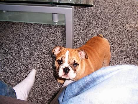 Engelsk bulldog Sascha billede 4