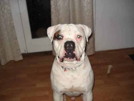 Amerikansk bulldog Østergaard´s Carlos billede 16