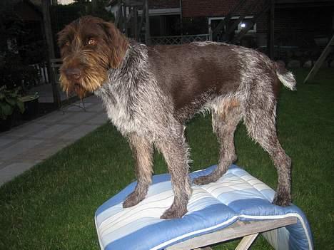 Ruhåret hønsehund Madsen - madsen står oppe på vores have bor billede 2