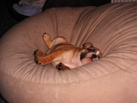 Engelsk bulldog Sascha billede 5