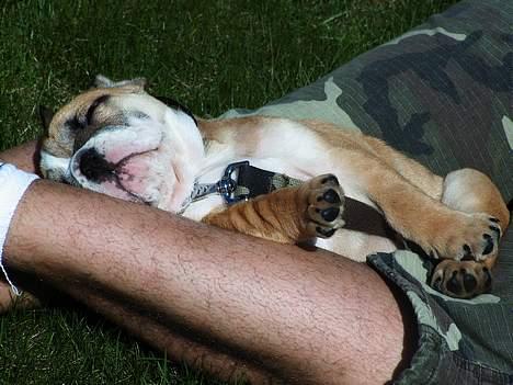 Engelsk bulldog Sascha billede 6