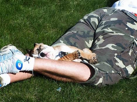 Engelsk bulldog Sascha billede 7