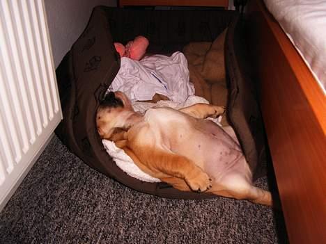 Engelsk bulldog Sascha billede 8