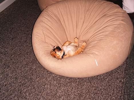 Engelsk bulldog Sascha billede 10