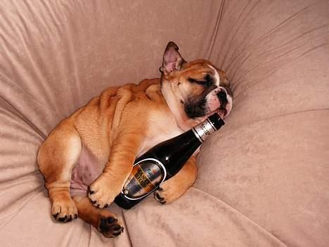 Engelsk bulldog Sascha billede 11