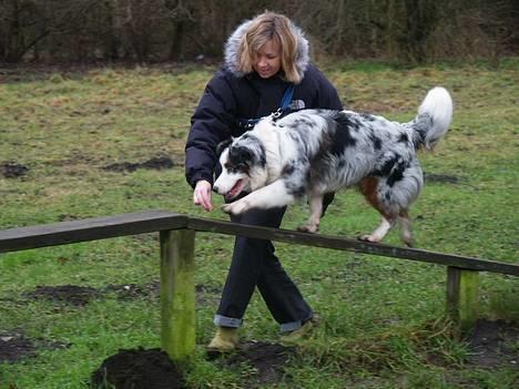 Australian shepherd Alve - Så skal der trænes! billede 9