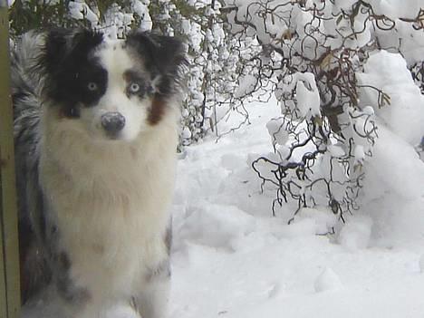 Australian shepherd Alve billede 10