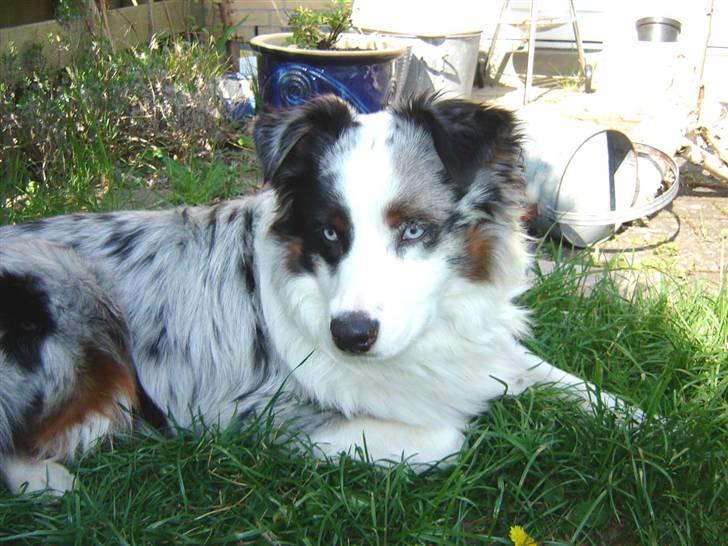 Australian shepherd Alve billede 11
