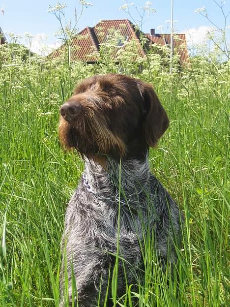 Ruhåret hønsehund Madsen - årrh jeg kan se min mor? billede 3