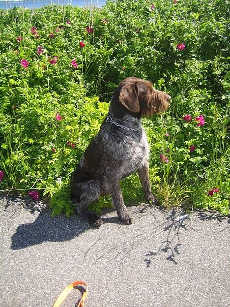 Ruhåret hønsehund Madsen - elsker blomster billede 4