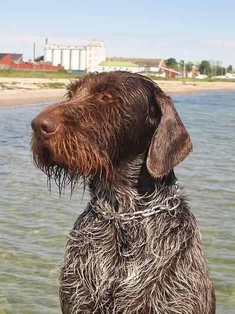 Ruhåret hønsehund Madsen - har lige været ude og bade billede 5