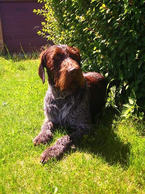 Ruhåret hønsehund Madsen - madsen sover billede 6
