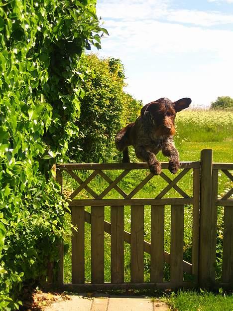Ruhåret hønsehund Madsen - hop  billede 7