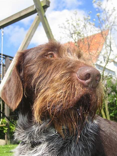 Ruhåret hønsehund Madsen - hva kan han mån se billede 8