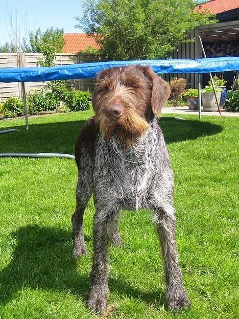 Ruhåret hønsehund Madsen - hej med jer billede 9